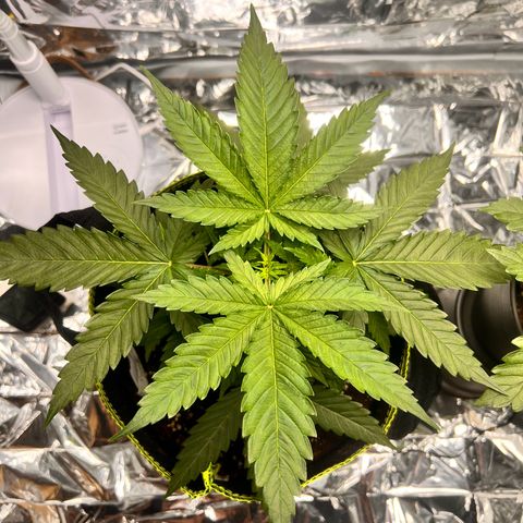 Pineapple Kush 🍍#01 growlog timeline photo