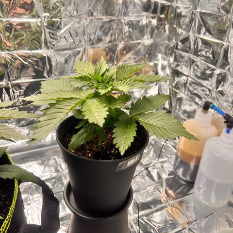Pineapple kush 🍍#02 growlog timeline photo