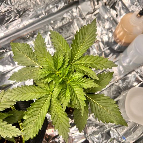 Pineapple kush 🍍#02 growlog timeline photo