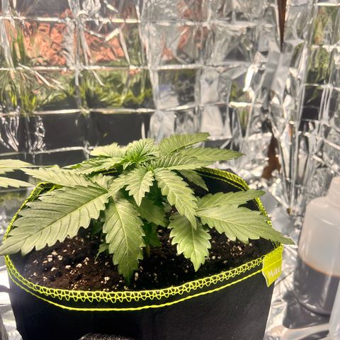 Pineapple kush 🍍#02 growlog timeline photo