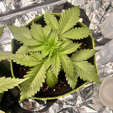 Pineapple kush 🍍#02 growlog timeline photo