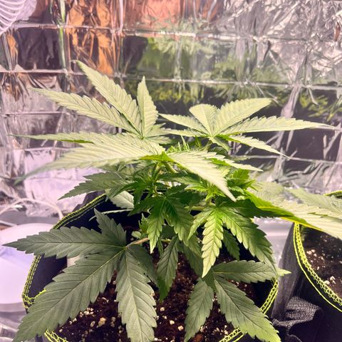 Pineapple Kush 🍍#01 growlog timeline photo