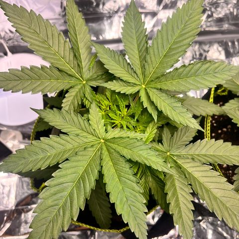 Pineapple Kush 🍍#01 growlog timeline photo