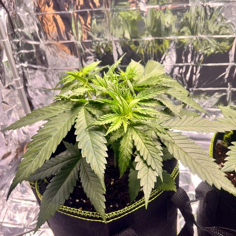 Pineapple Kush 🍍#01 growlog timeline photo