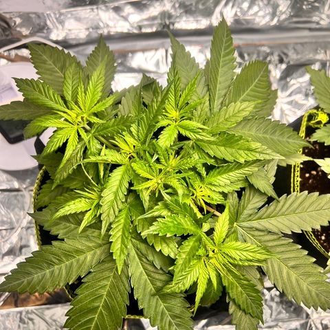 Pineapple Kush 🍍#01 growlog timeline photo