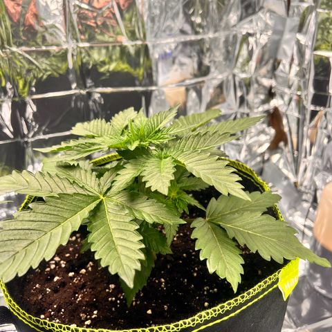 Pineapple kush 🍍#02 growlog timeline photo