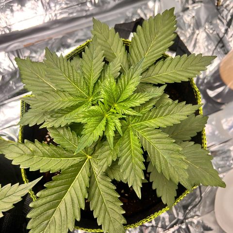 Pineapple kush 🍍#02 growlog timeline photo