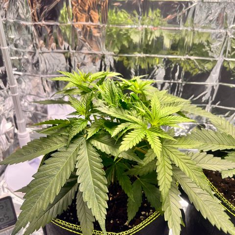 Pineapple Kush 🍍#01 growlog timeline photo