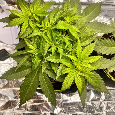 Pineapple Kush 🍍#01 growlog timeline photo