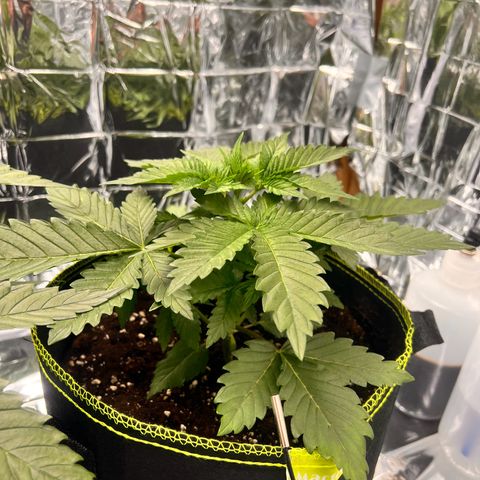 Pineapple kush 🍍#02 growlog timeline photo