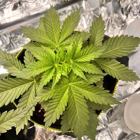 Pineapple kush 🍍#02 growlog timeline photo