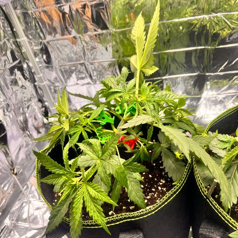 Pineapple Kush 🍍#01 growlog timeline photo