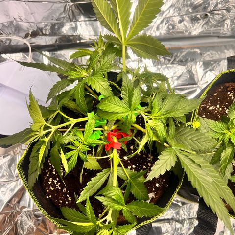 Pineapple Kush 🍍#01 growlog timeline photo