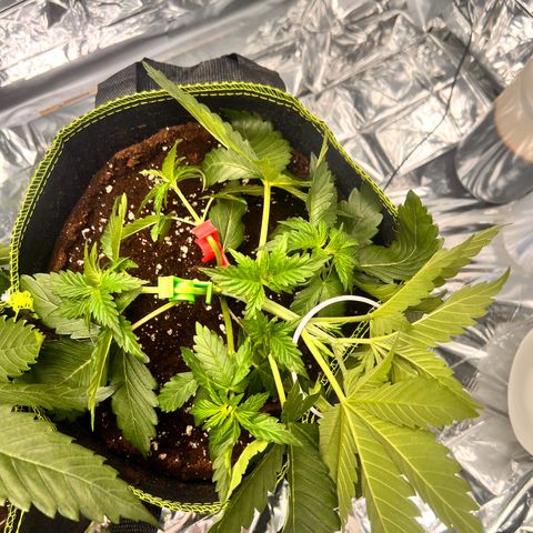 Pineapple kush 🍍#02 growlog timeline photo