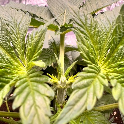 Pineapple kush 🍍#02 growlog timeline photo