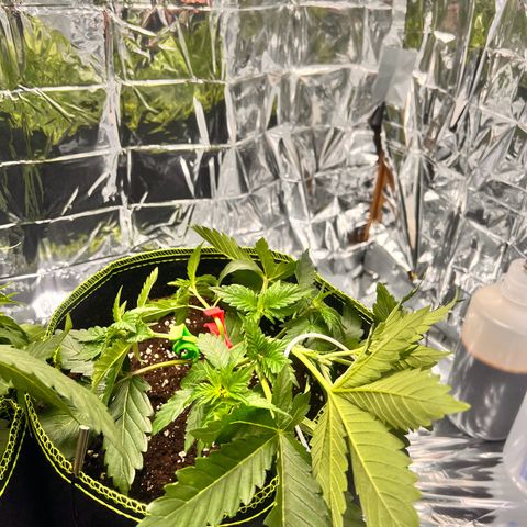 Pineapple kush 🍍#02 growlog timeline photo