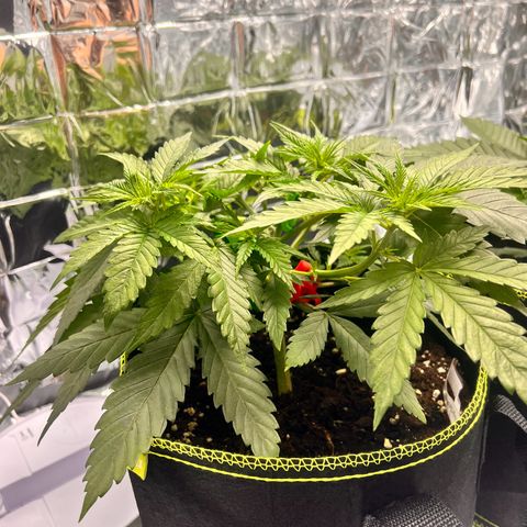 Pineapple Kush 🍍#01 growlog timeline photo