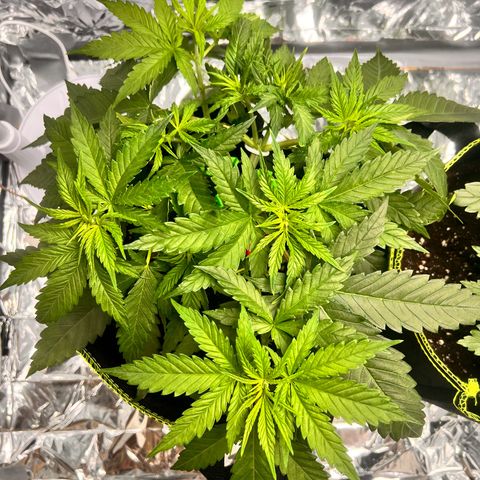Pineapple Kush 🍍#01 growlog timeline photo
