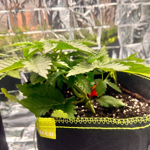 Pineapple kush 🍍#02 growlog timeline photo