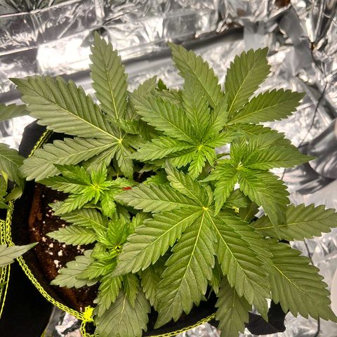 Pineapple kush 🍍#02 growlog timeline photo