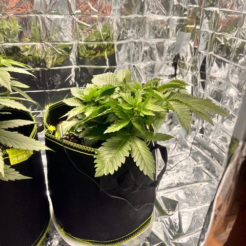 Pineapple kush 🍍#02 growlog timeline photo