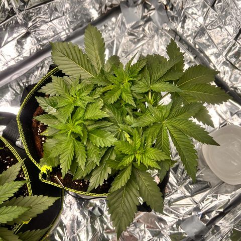 Pineapple kush 🍍#02 growlog timeline photo