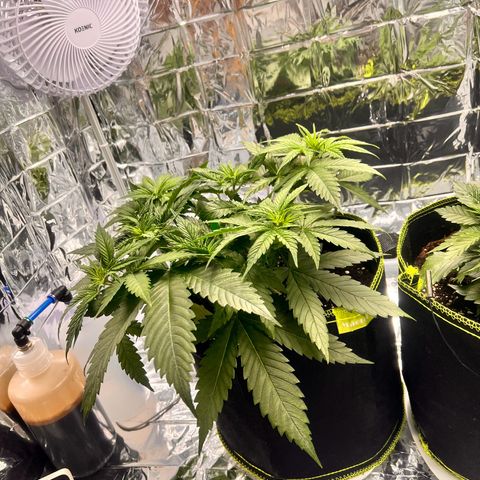 Pineapple Kush 🍍#01 growlog timeline photo