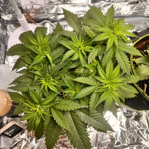Pineapple Kush 🍍#01 growlog timeline photo