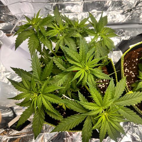 Pineapple Kush 🍍#01 growlog timeline photo
