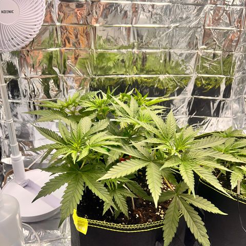 Pineapple Kush 🍍#01 growlog timeline photo