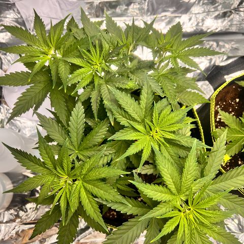 Pineapple Kush 🍍#01 growlog timeline photo