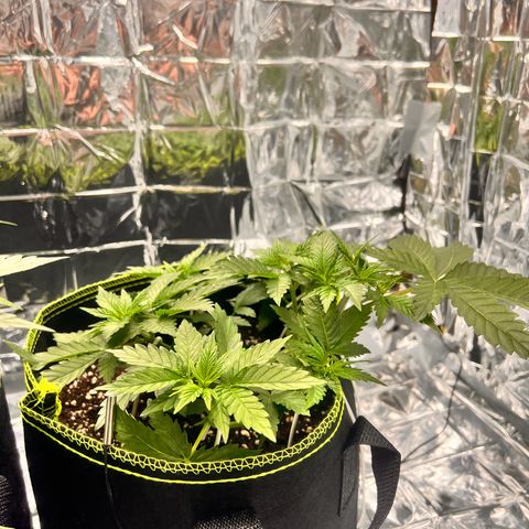 Pineapple kush 🍍#02 growlog timeline photo