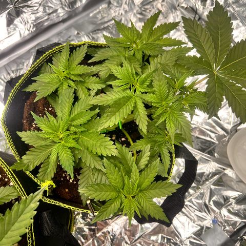 Pineapple kush 🍍#02 growlog timeline photo