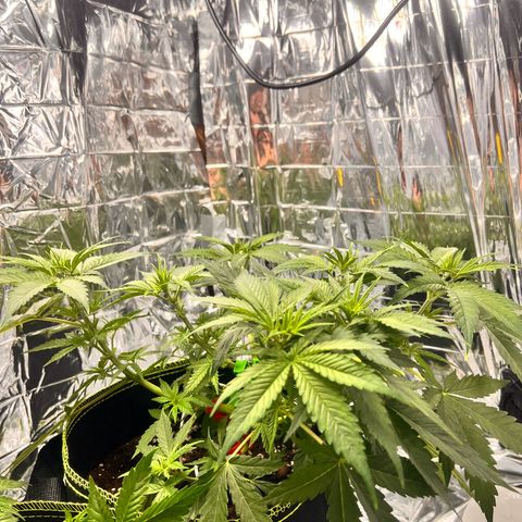 Pineapple Kush 🍍#01 growlog timeline photo