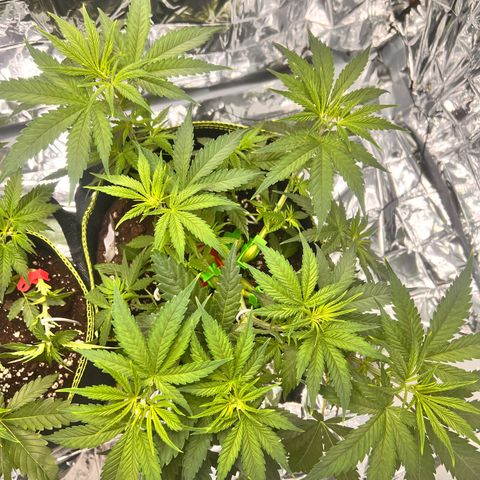 Pineapple Kush 🍍#01 growlog timeline photo