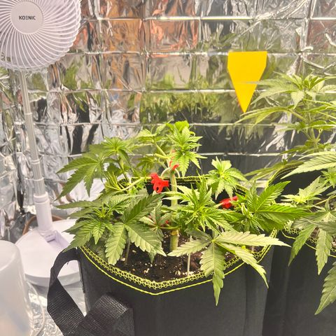 Pineapple kush 🍍#02 growlog timeline photo
