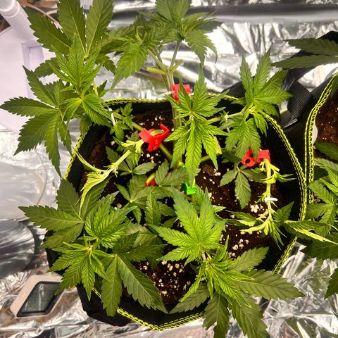 Pineapple kush 🍍#02 growlog timeline photo