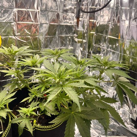 Pineapple Kush 🍍#01 growlog timeline photo