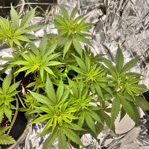 Pineapple Kush 🍍#01 growlog timeline photo
