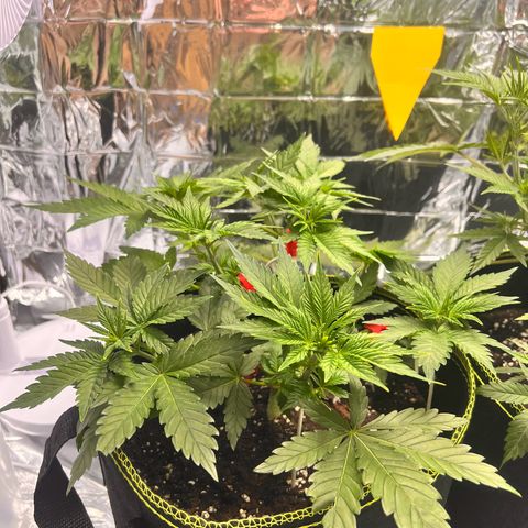 Pineapple kush 🍍#02 growlog timeline photo