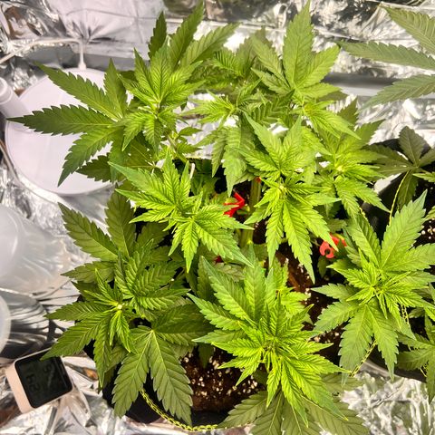 Pineapple kush 🍍#02 growlog timeline photo