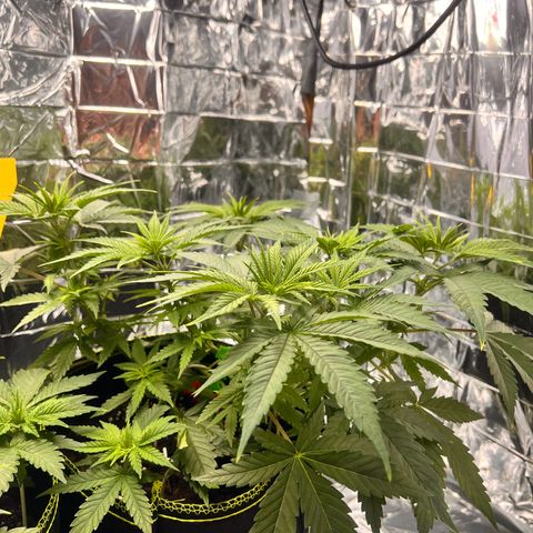 Pineapple Kush 🍍#01 growlog timeline photo