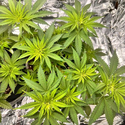 Pineapple Kush 🍍#01 growlog timeline photo