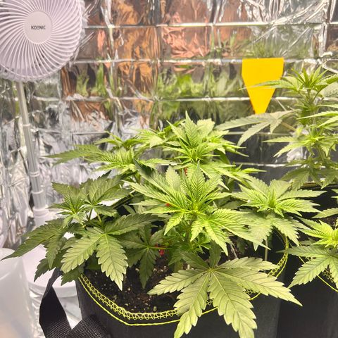 Pineapple kush 🍍#02 growlog timeline photo