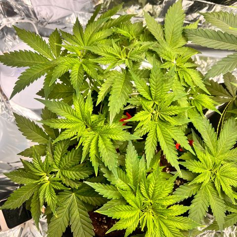 Pineapple kush 🍍#02 growlog timeline photo