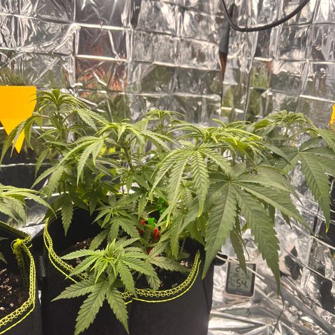 Pineapple Kush 🍍#01 growlog timeline photo