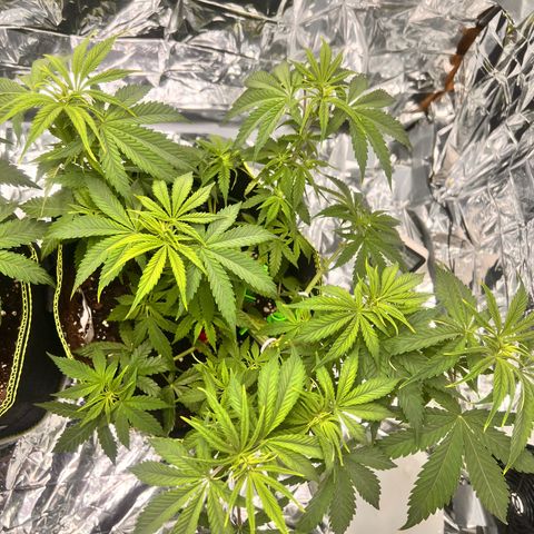 Pineapple Kush 🍍#01 growlog timeline photo