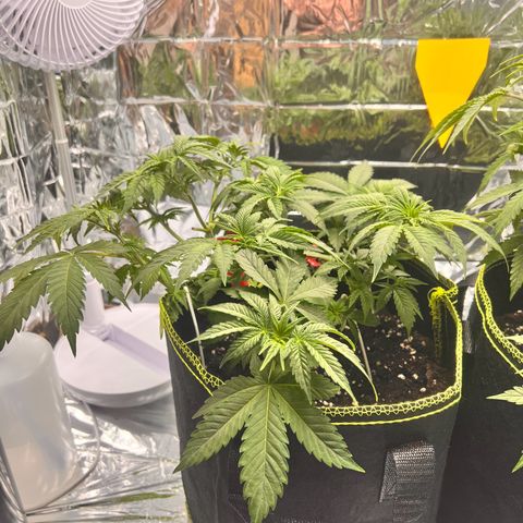Pineapple kush 🍍#02 growlog timeline photo