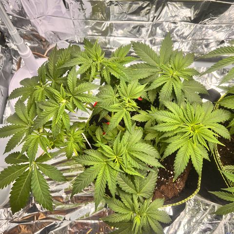 Pineapple kush 🍍#02 growlog timeline photo