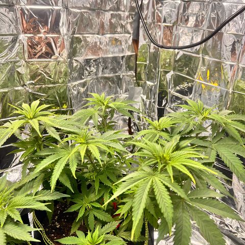 Pineapple Kush 🍍#01 growlog timeline photo